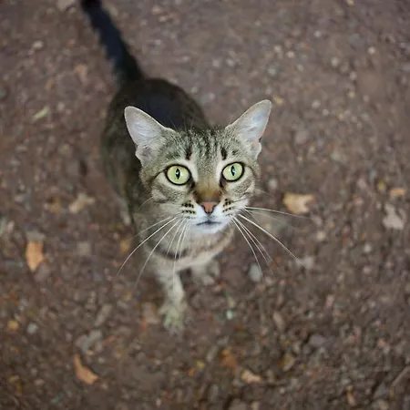 ベッド・アンド・ブレックファスト Ekinoks - Adults Only