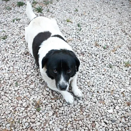 ベッド・アンド・ブレックファスト Ekinoks - Adults Only