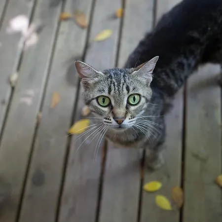 Couette-café Ekinoks - Adults Only Çıralı